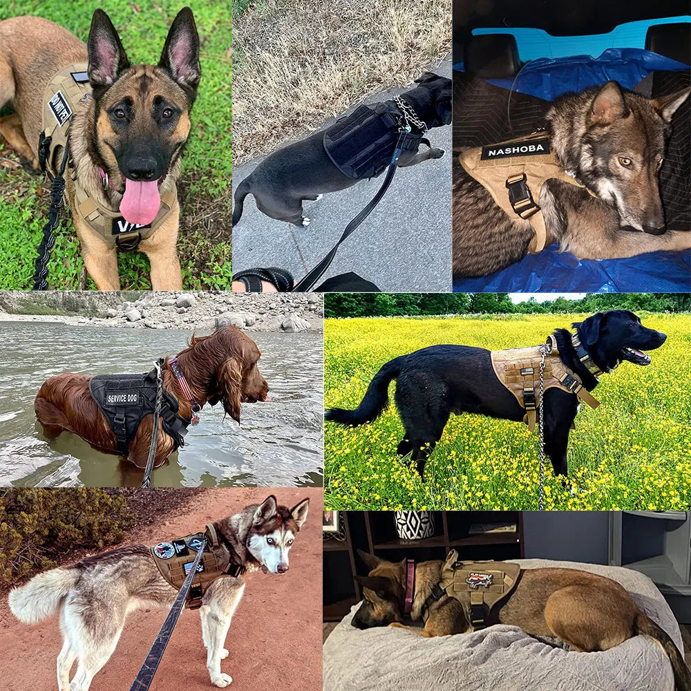 AMICI™ Tactical Dog Set - Halsband met Tuig | Nu met GRATIS lijn!